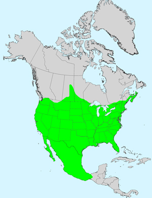 Rough Cocklebur, Xanthium strumarium: Click image for full size map